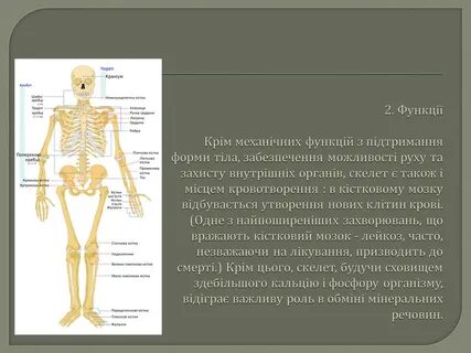 Охарактеризуйте скелет