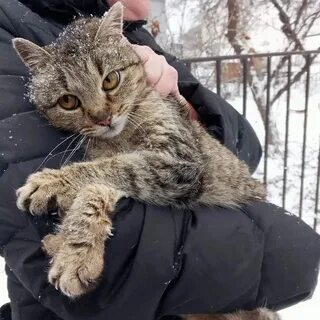 Коты донбасса