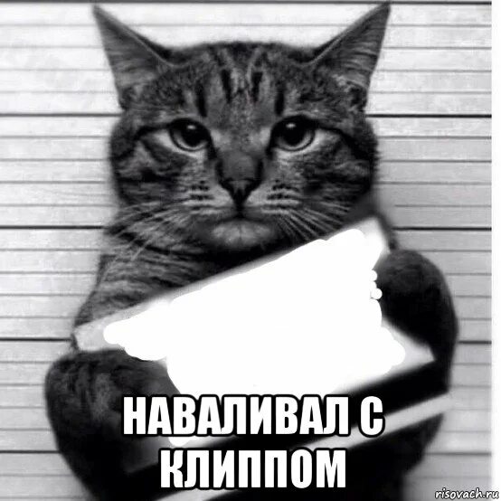 Вайбер мемы. Преступник мем. кот преступник мем. мемы про преступников. кот с табличкой мем.