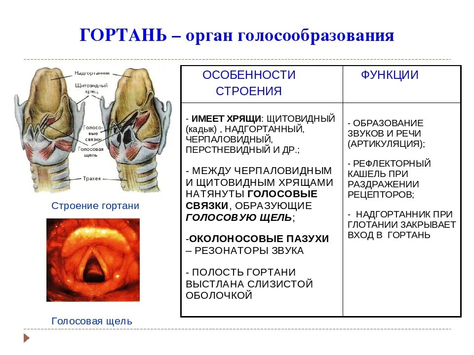 Особенности строения полости гортани