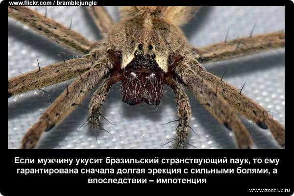 Укус странствующего паука. Бразильский странствующий паук интересные факты. странствующий паук бразилии укус.