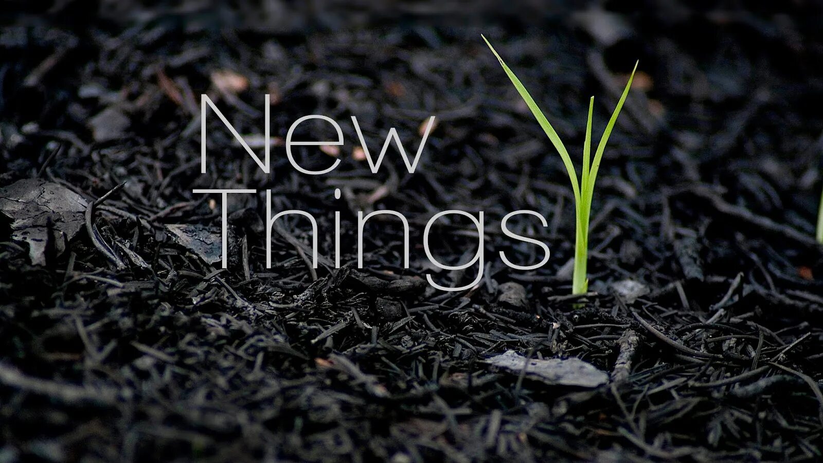 Trying something new. Try new things. new thing. trying new things. growing out 2009.
