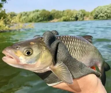 Где поймать голавля
