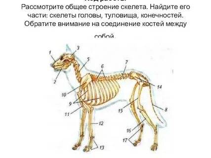 Строение млекопитающих