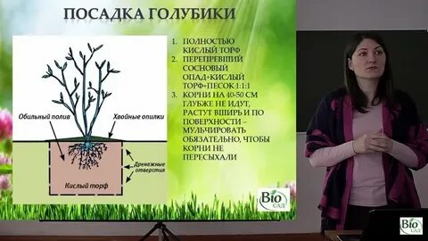 Расстояние при посадке голубики