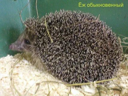 Приспособление ежа