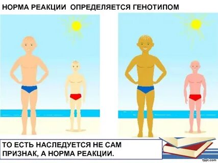 Норма реакции наследуется