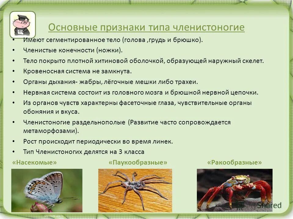 Особенности и строение чле. Членистоногие признаки. Характеристика класса членистоногих 7 класс. Членистоногие основные признаки. Биология 7 класс тип членистоногие класс ракообразные таблица.