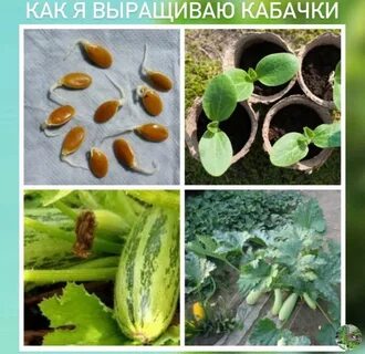 Как правильно прорастить кабачки