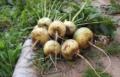 Огород репа