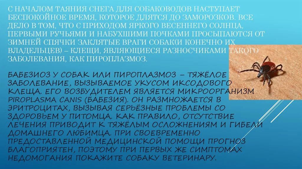 Схема лечения ветеринария. Схема лечения ветеринария. Схема лечения пироплазмоза. Пироплазмоз собак схема. Пироплазмоз собак цикл развития.