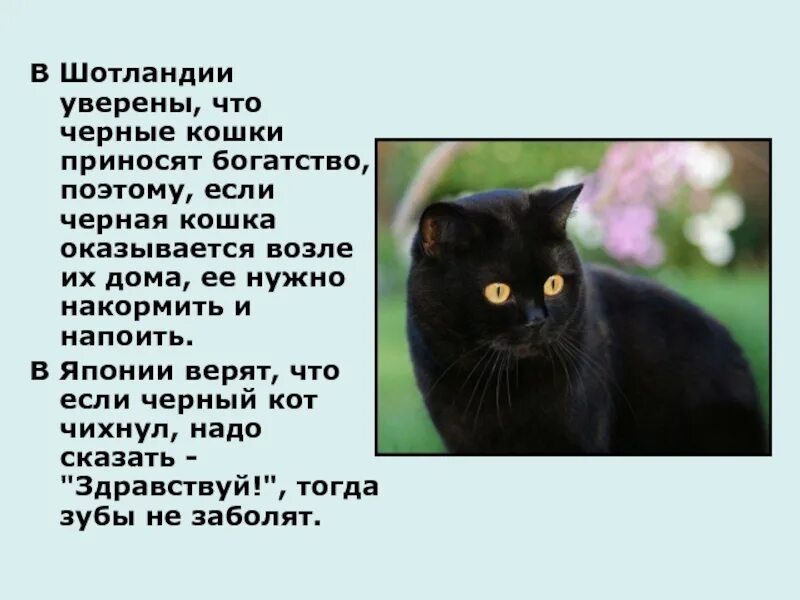 Черная кошка примета. Описание черного кота. Приметы о черных кошках. Приметы и суеверия про кошек. В дом приходит кошка примета к чему