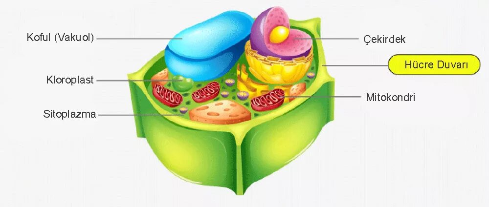 Клеточная стенка. Cell Wall. Function of Cell Wall. Cell membrane and Cell Wall in Plant Cell.