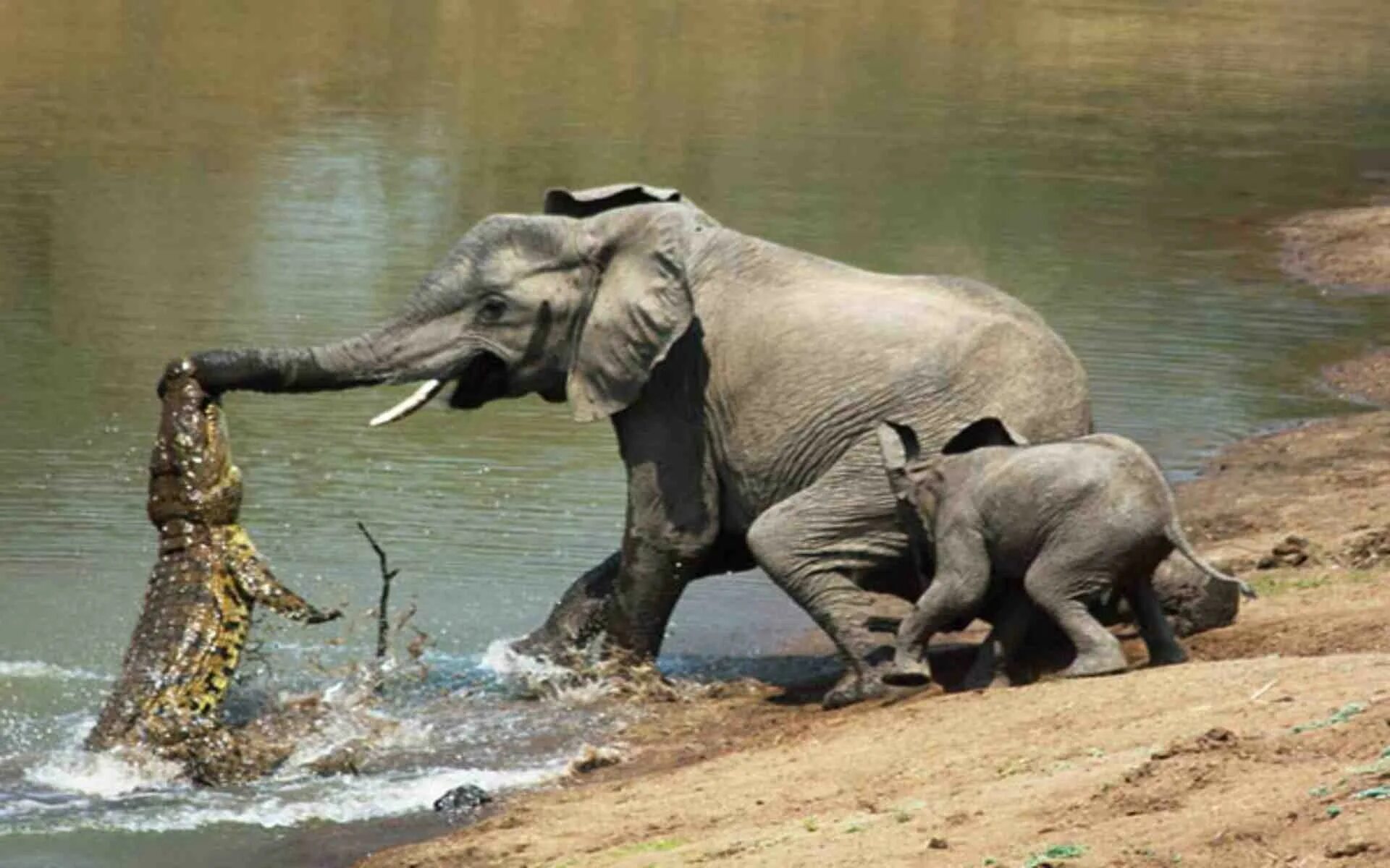 Others animals