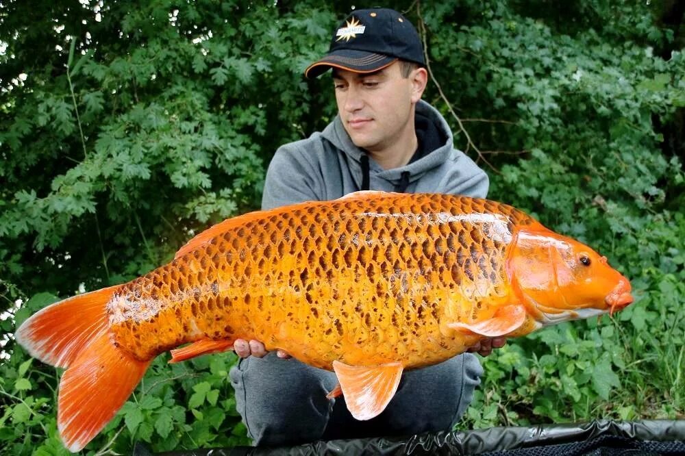 Yo-zuri sashimi 90 sp. Моветон рыба. Рыба тоня. Тони рыба. Трахинот.