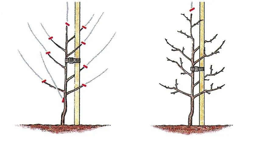 Формировка обрезка груши. Формировка саженца груши. Схема обрезки груши Чижовская. Формировка кроны груши весной. Как обрезать груши весной когда правильно обрезка