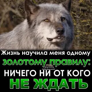 Ничему не научился