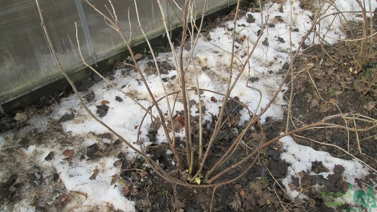 Опрыскивание кустов смородины. Жимолость куст. Смородина весной. Смородина куст. Обработка дерева.