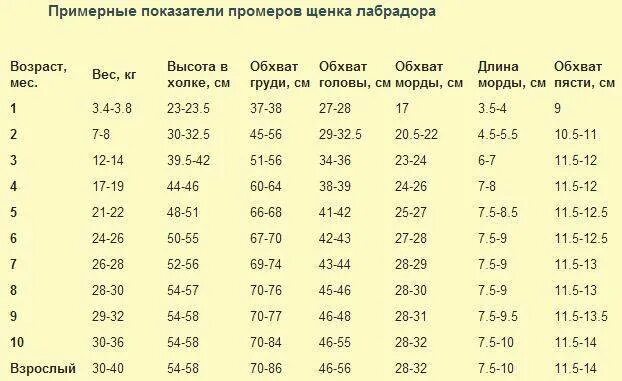 Вес щенка лабрадора по месяцам таблица. Вес щенка лабрадора в 3 месяца таблица. Параметры роста щенка лабрадора. Вес лабрадора в 1 год.