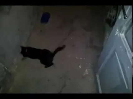Крысы съели дамбу
