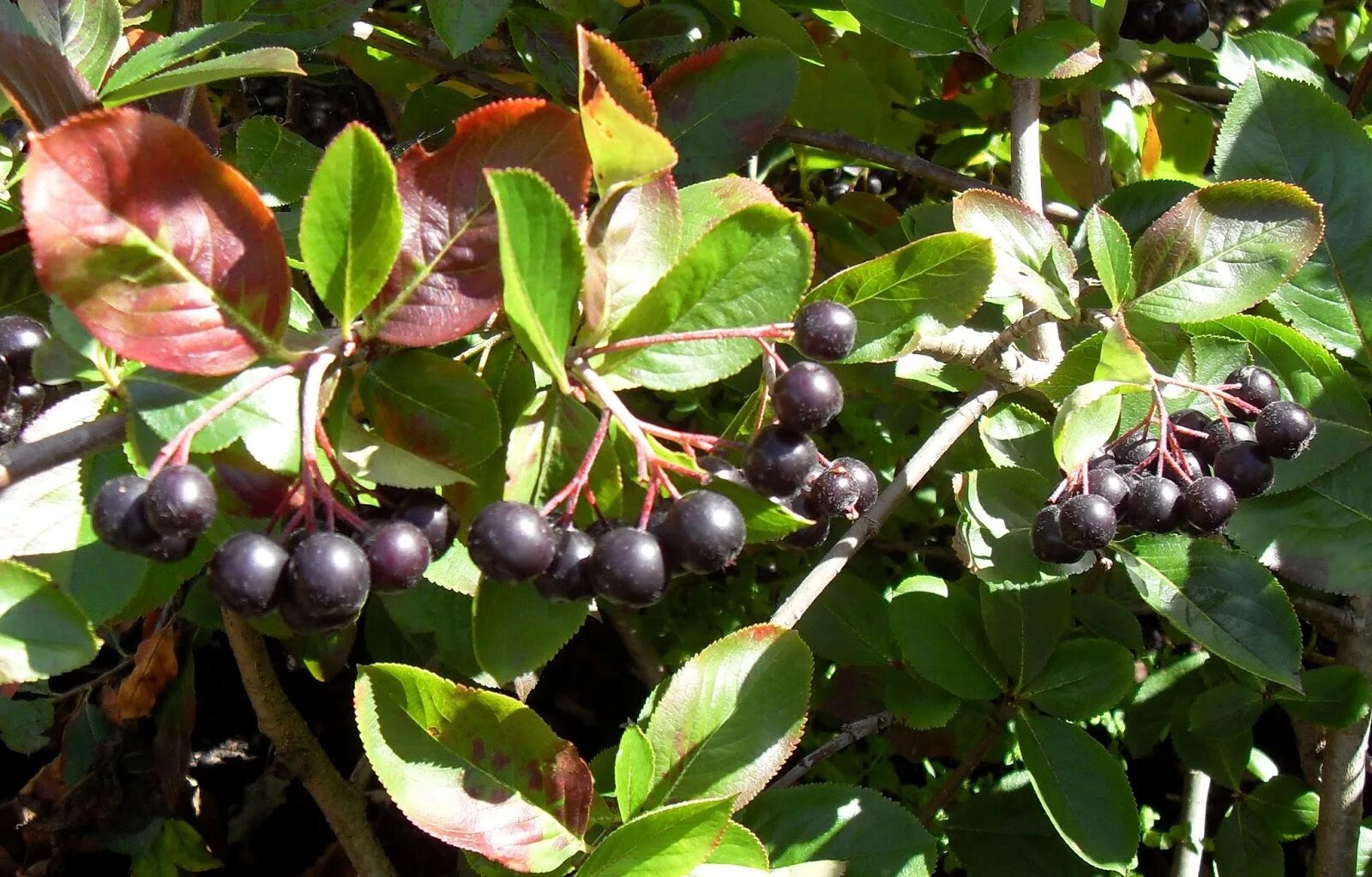 Арония викинг. Арония сливолистная Aronia. Арония сливолистная Викинг. Арония сливолистная куст. Арония черноплодная Викинг куст.