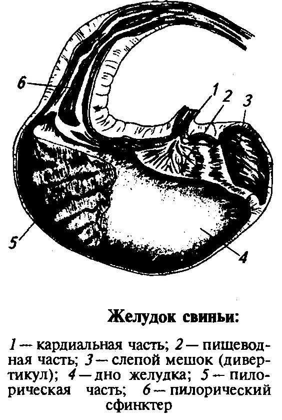 Желудок животных строение. Строение однокамерного желудка свиньи. Строение желудка свиньи. Топография однокамерного желудка у свиней. Строение желудка свиньи рисунок.