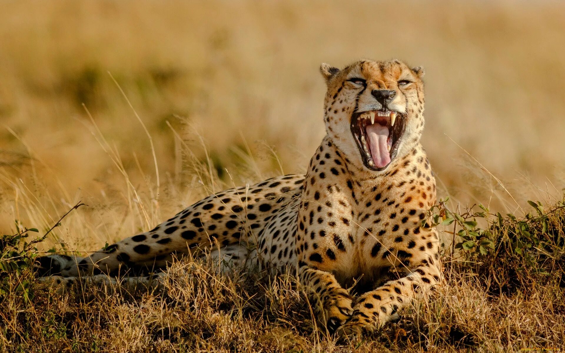 Cheetah (гепард). Южноафриканский гепард. Мальтийский гепард. Гепард в Африке