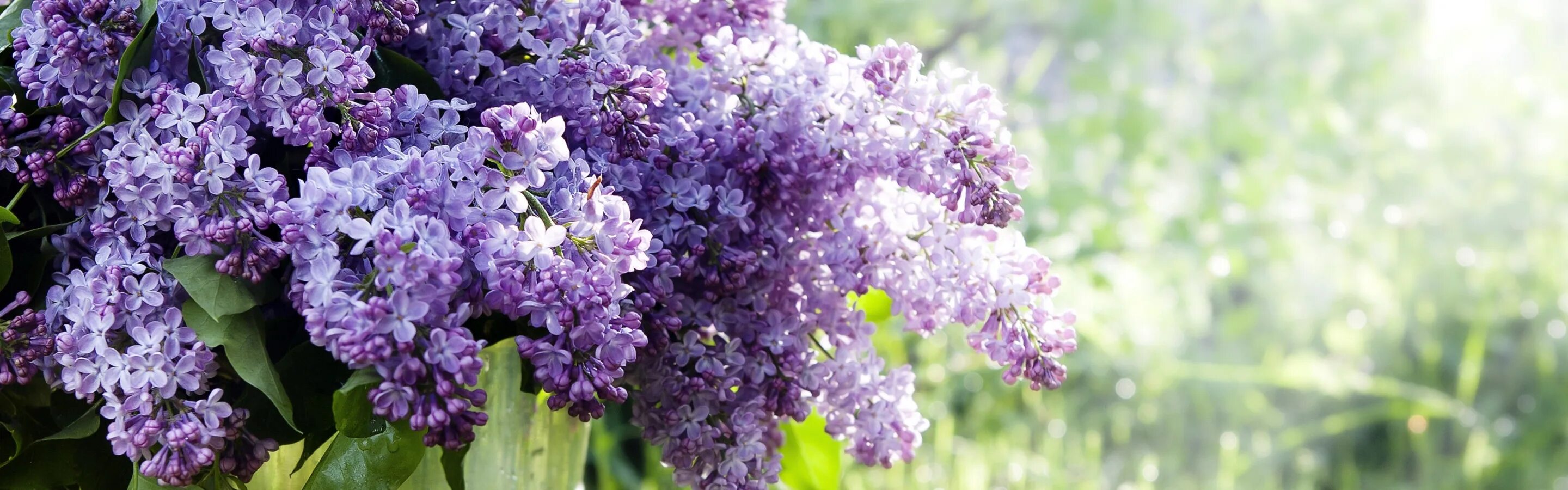 Видеть во сне сирень цветущую. Сирень фон. весна. весенние картинки на заставку. цветы в саду кустом.