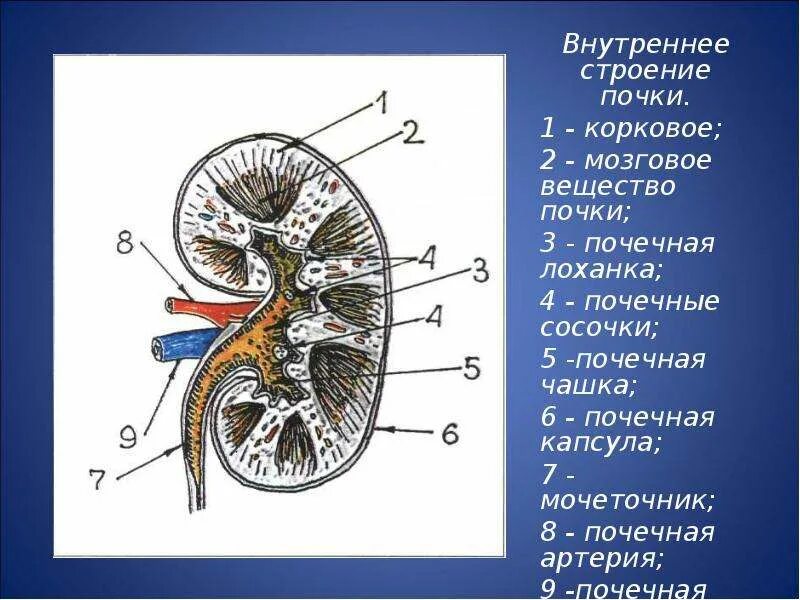 Строение почки сосочки. Корковое вещество почки анатомия. Микроскопическое строение почки схема. Корковое и мозговое вещество почки анатомия.