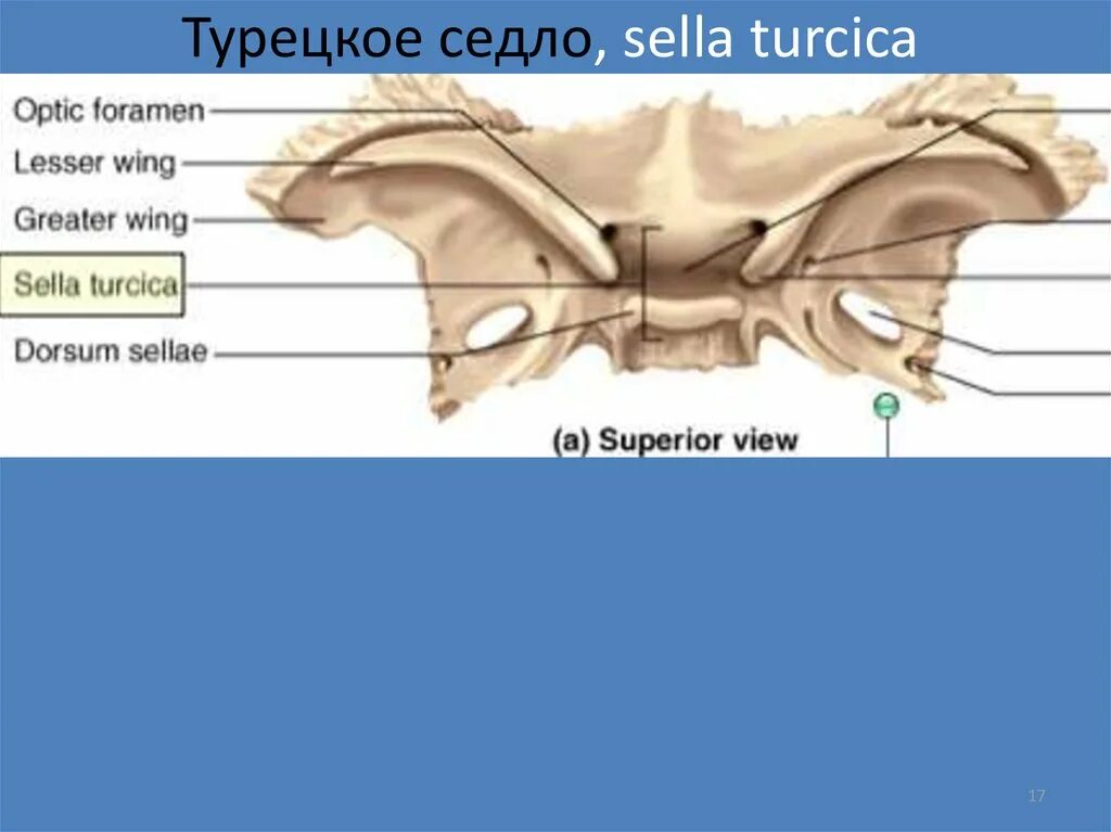 Турецкие седло кость. Турецкое седло, Sella Turcica. Клиновидная кость турецкое седло. Анатомия турецкого седла в головном мозге. Кость черепа турецкое седло.