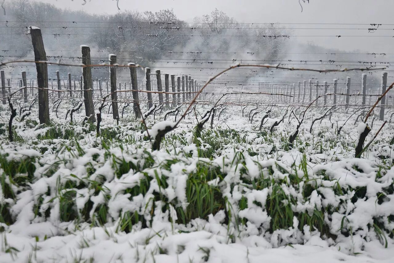 Виноградники зимой. Виноградники в снегу. Заморозки урожая. Весенние заморозки.