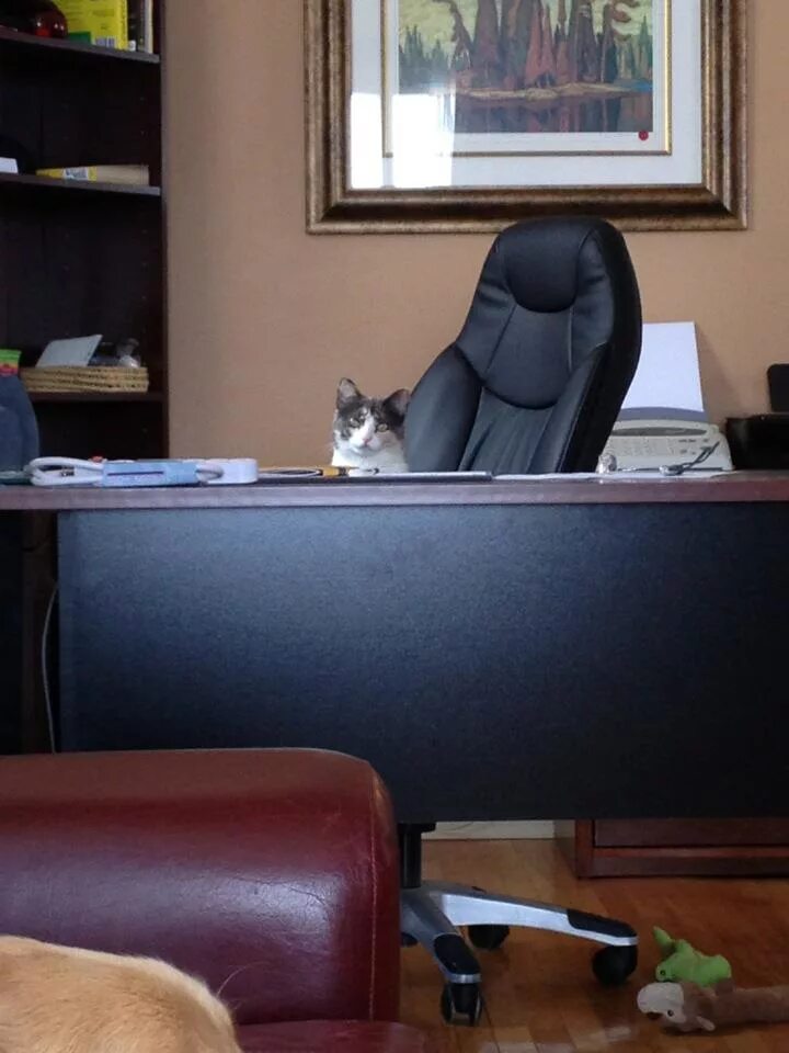 Деловой кот. Бизнес кошка. Котову бизнес. Коты в деловых костюмах. Деловой кот.