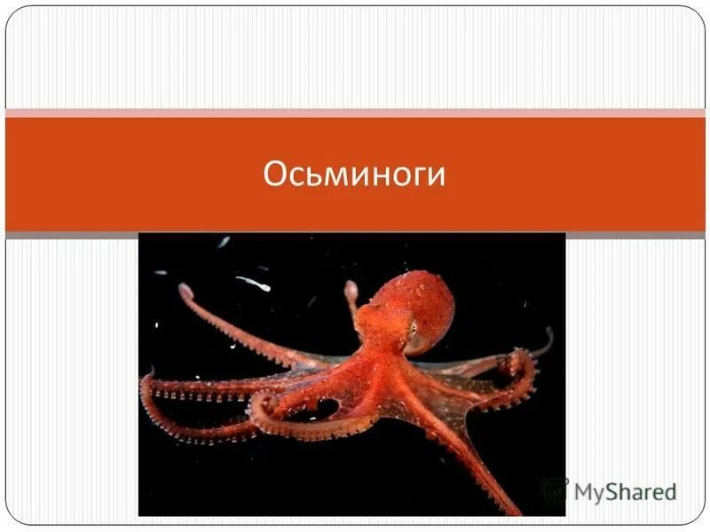 двужаберные головоногие моллюски. морская собака владивосток. осьминог аполлон. осьминог. синекольчатый осьминог.