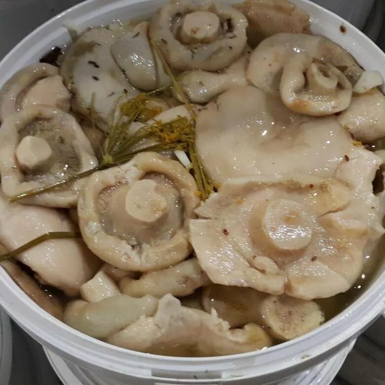 Как вкусно засолить сырые грузди на зиму. Грузди белые солёные. белый груздь. грибы для засолки. грибы грузди соленые.