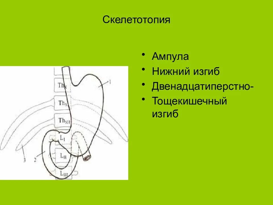 Двенадцатиперстно-тощекишечного изгиба. Скелетотопия двенадцатиперстной. Скелетотопия желудка. Скелетотопия 12 перстной кишки.