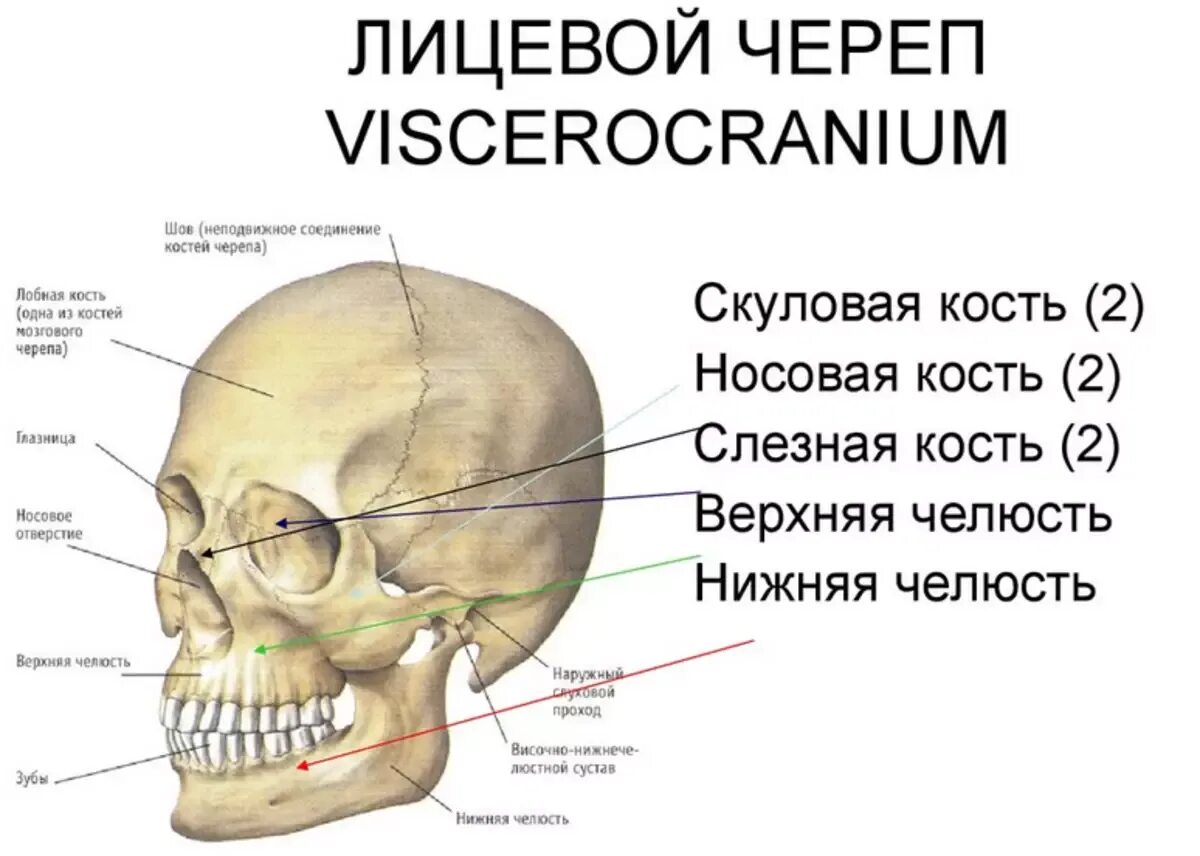 Строение костей черепа кости лицевого черепа. Строение костей лицевого отдела черепа. Кости лицевого отдела черепа анатомия. Скуловая кость черепа анатомия.