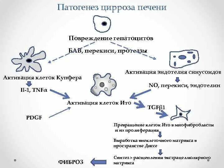 Цирроз этиология патогенез. Патогенез цирроза печени схема. Механизм развития цирроза печени. Патогенез цирроза печени патофизиология.