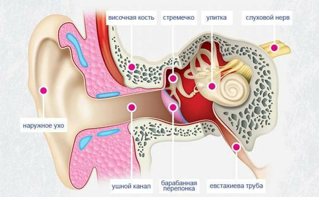 Почему заложенность в ушах. Причина заложенности в ухе. Свист в ухе и снижение слуха.