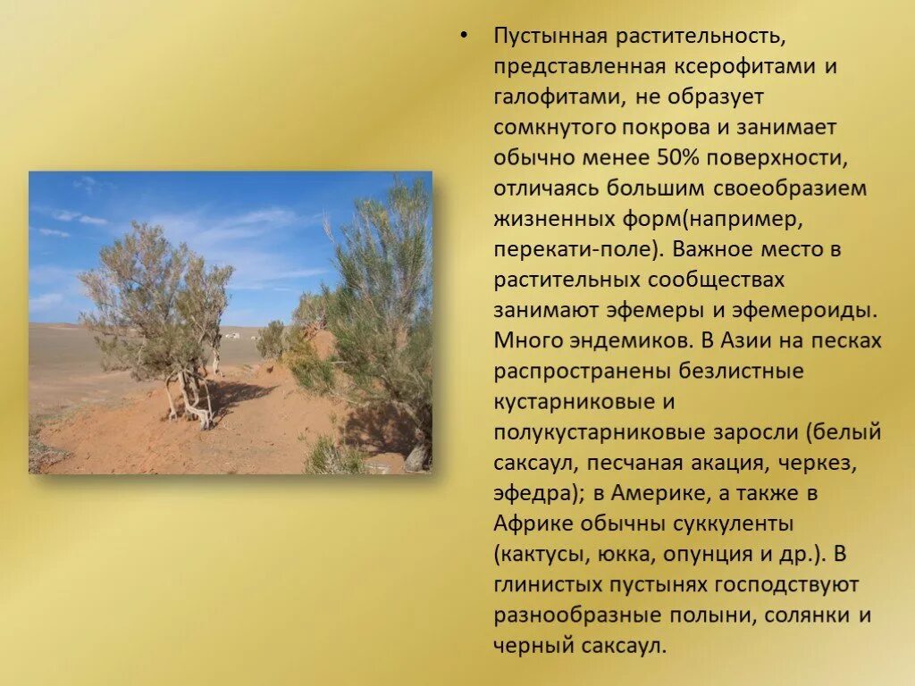 Растительное сообщество пустыня условия. Растительное сообщество пустыни. песчаная акация растение пустыни. песчаная акация в полупустыне. пустынная растительный покров.