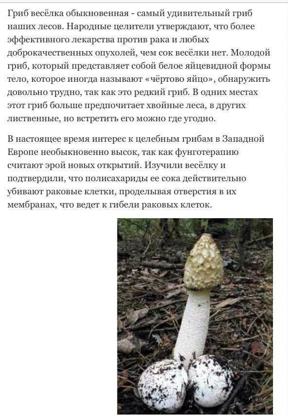 Грибы веселки польза и вред: найдено 90 изображений