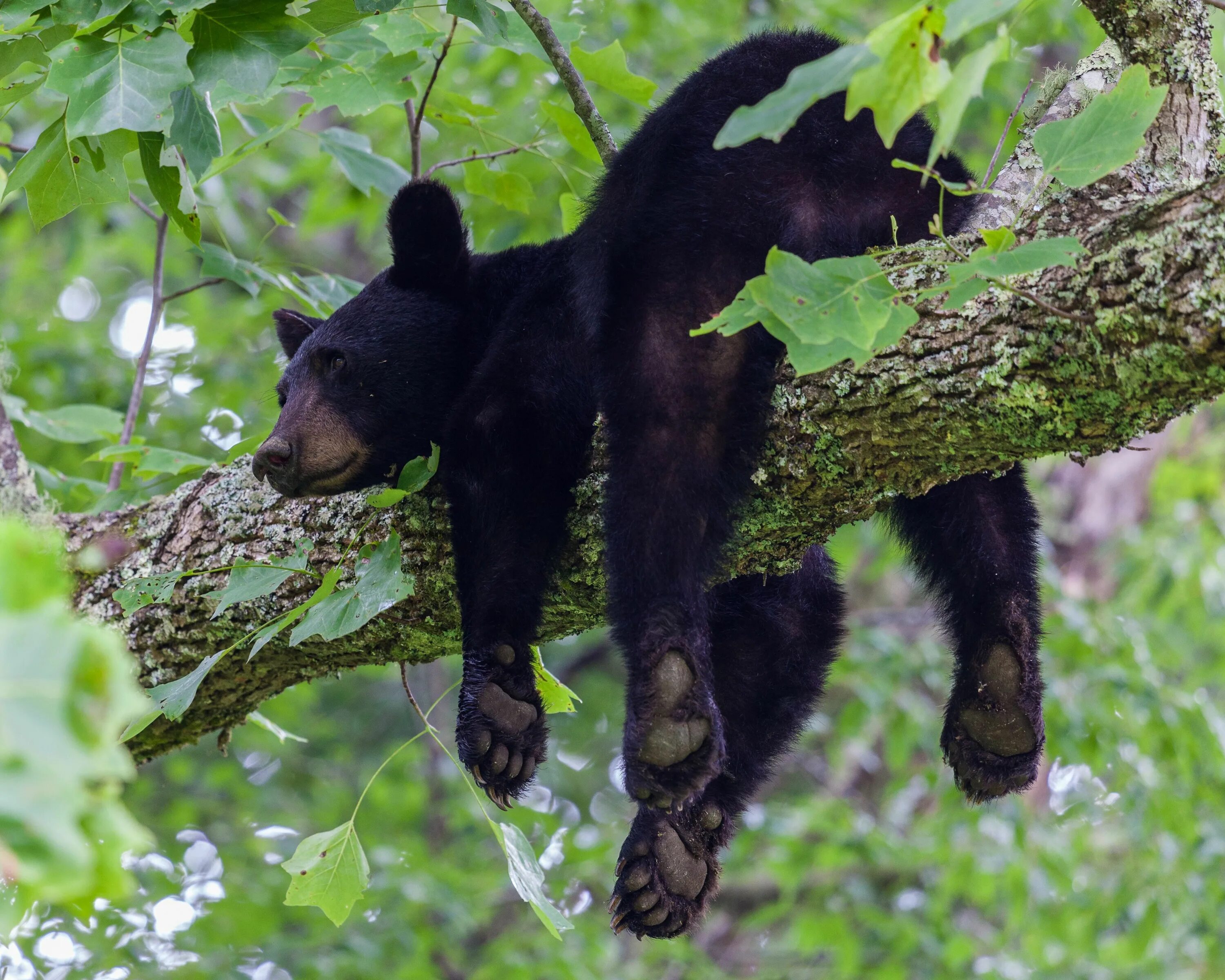 Медведь барибал умеет лазить по деревьям. Гималайский медведь и Барибал. Черный очковый медведь. Очковый (Андский) медведь. Берлога гималайского медведя.