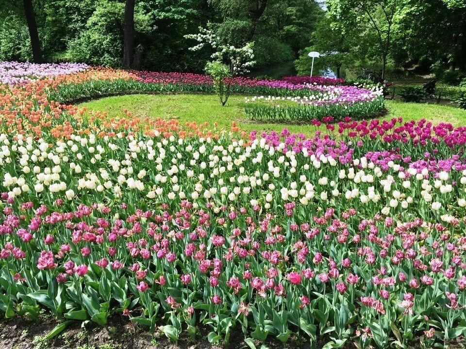 тюльпаны в кирове. тюльпан стронг пауэр. свежесть тюльпанов. тюльпаны киров цена. цены на тюльпаны в кирове.