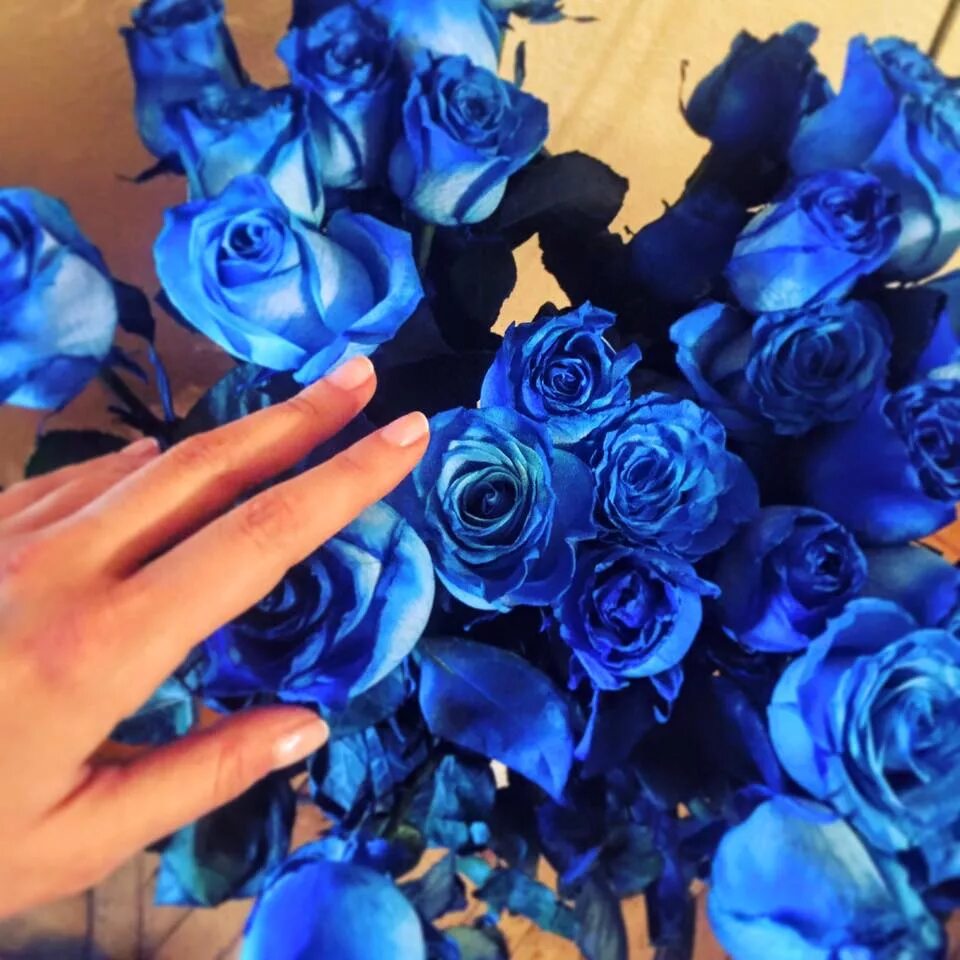 альбом синие розы. песня синие розы ты смеялась надо мной. Frequenz синие розы. стих про синий цвет. песня синие розы ты смеялась надо мной.