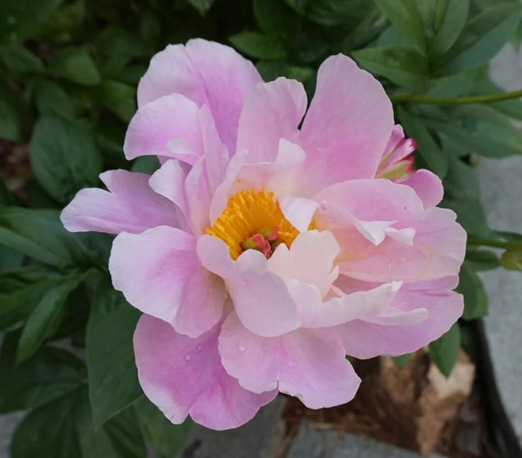 Пион фламинго. Пион фламинго. Пион фламинго. Пион фламинго описание. Пионы цвета фламинго.