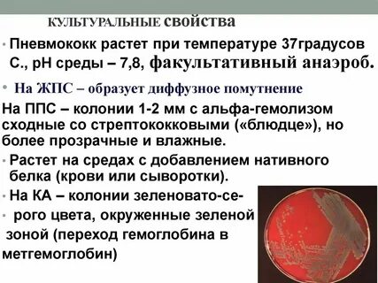 Палочка пневмококка