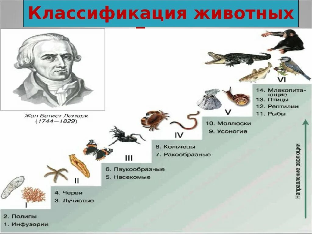 Таблица царства животных 7 класс. Систематику животных. система животных ламарка. классификация животных схема. царство животных классификация.