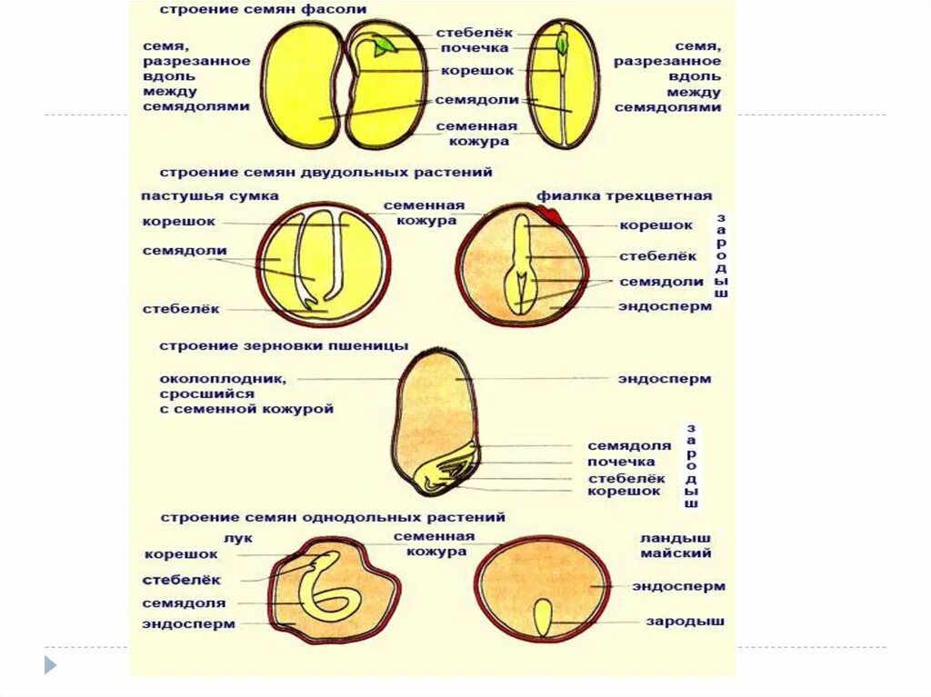 Строение семян тест. Строение семени перца. Семя томата строение ЕГЭ. Строение семени перца ЕГЭ. Внутреннее строение семени томата.