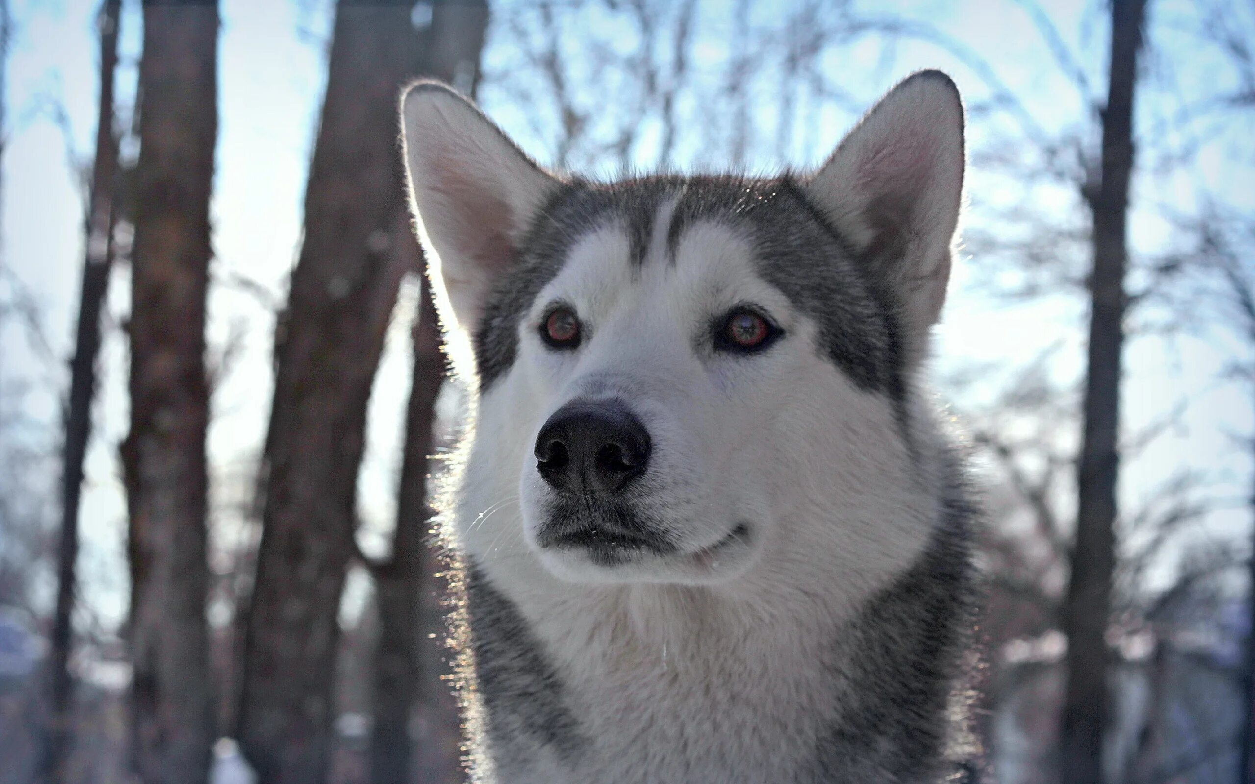 Пон из лайка. Музыка 2023 из лайка слушать. Музыка 2023 из лайка слушать. Аниме эстетика. Лайка альбом джаз.