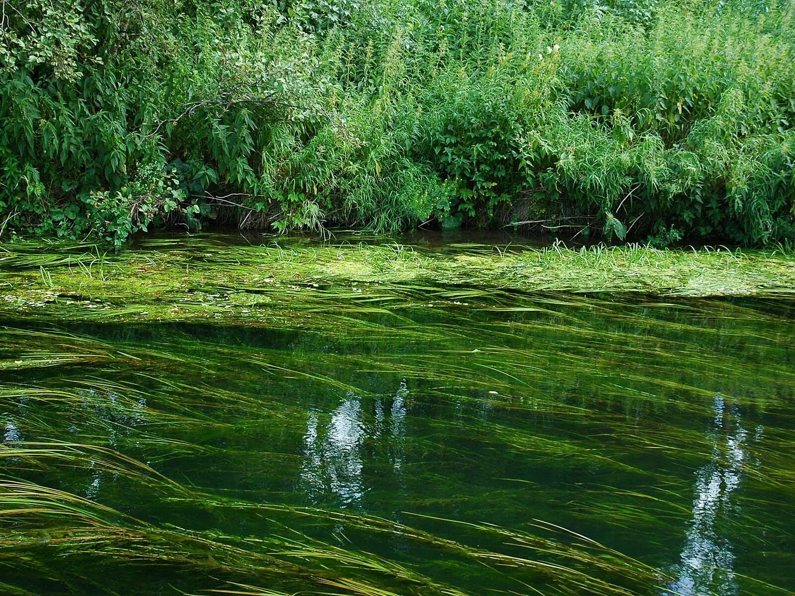 В болоте пресная вода