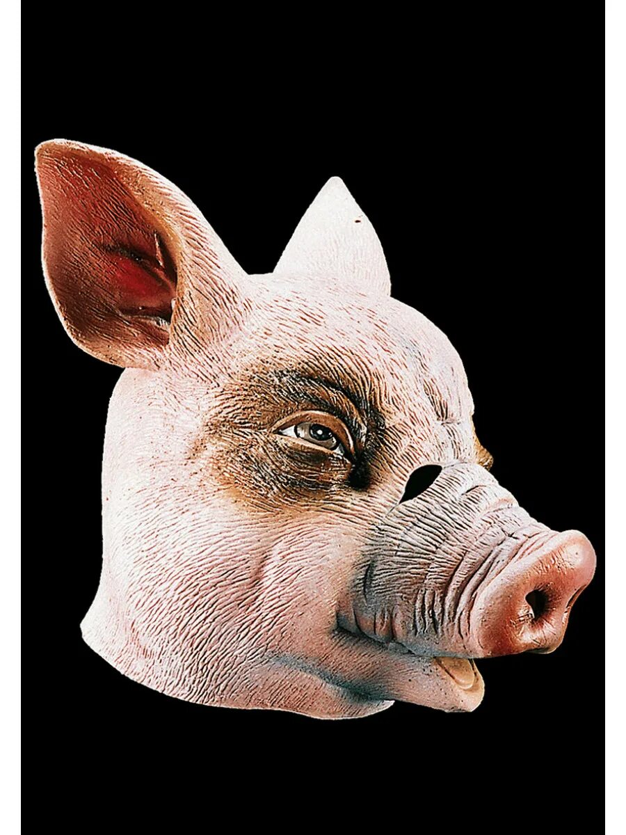 Голова свинки. Свинья.